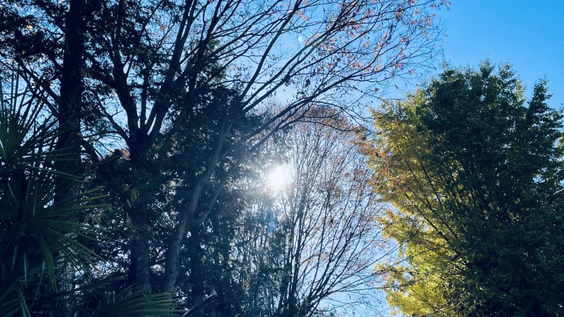 青空と太陽が木々の間から見えている写真