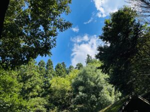 青空と緑の木々