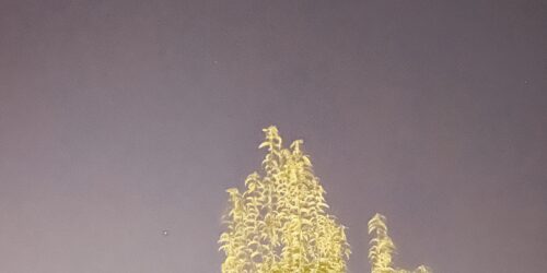 夜空と木が写っている写真