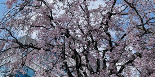 桜が写っている写真