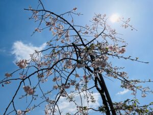 青空の下に満開ではない桜が写っている写真