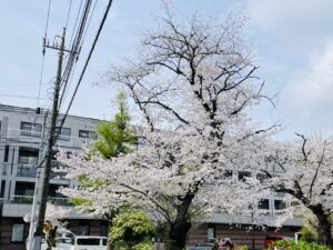 桜の木が写っている写真