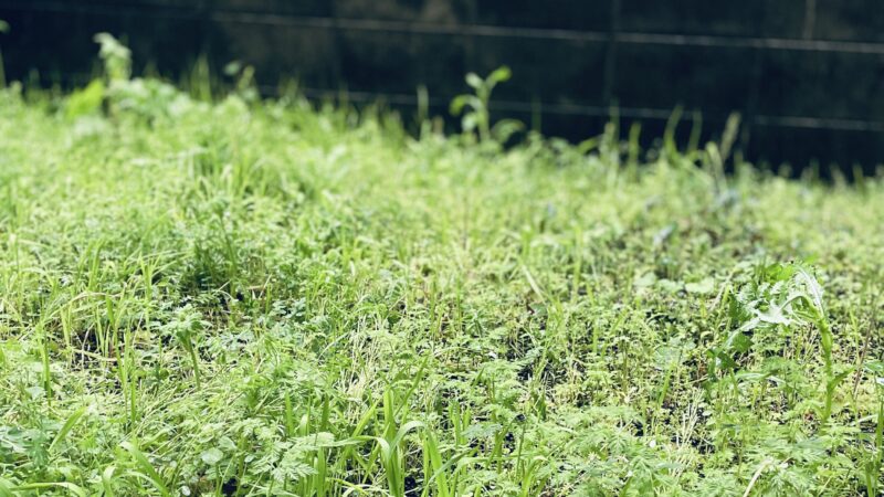 雨に打たれている雑草の写真