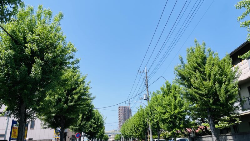 青空と木が写っている写真