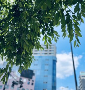 青空と葉の写真