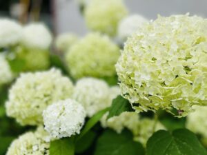 アジサイが写っている写真