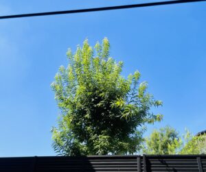 青空と緑の木が写っている写真