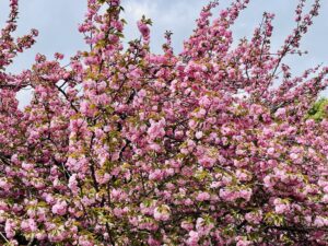 何かの花が写っている写真
