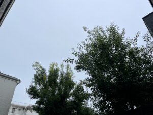 曇り空と木